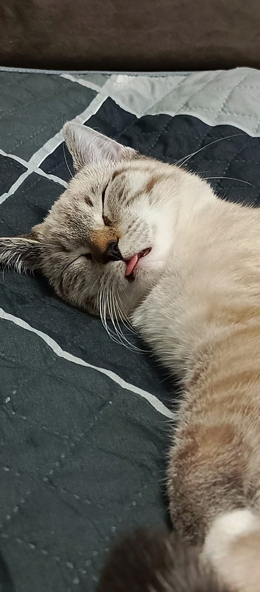 Спит без ума 🤣 язык вывалил