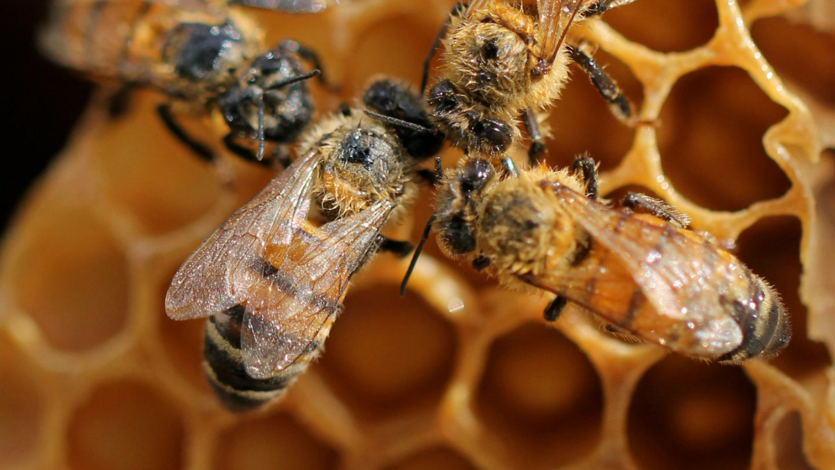 не следует добавлять мед в горячий напиток