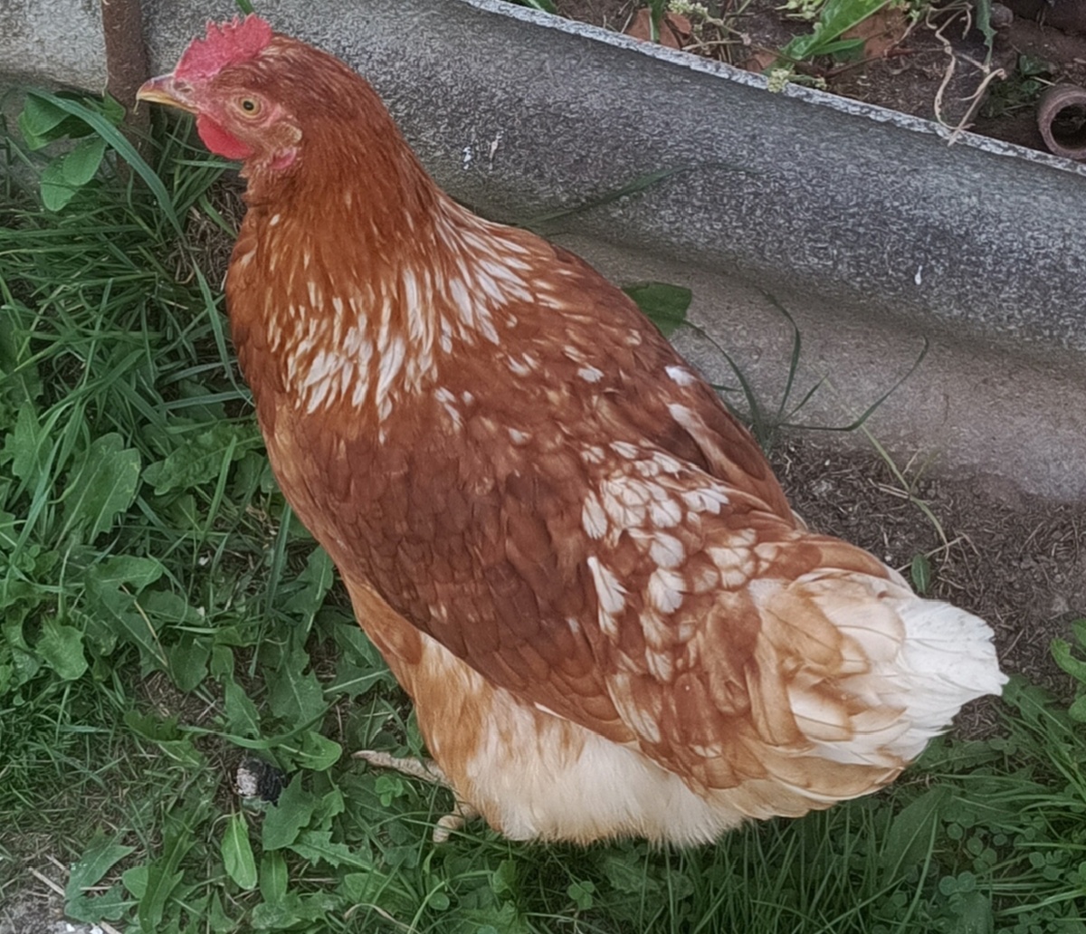 Вот эта моя курочка, последнее фото