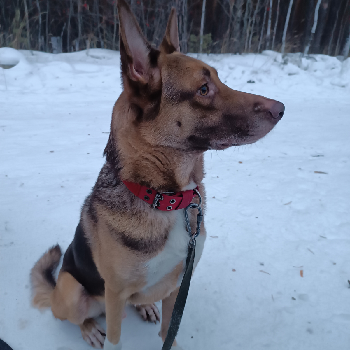 Лаки в лесу 