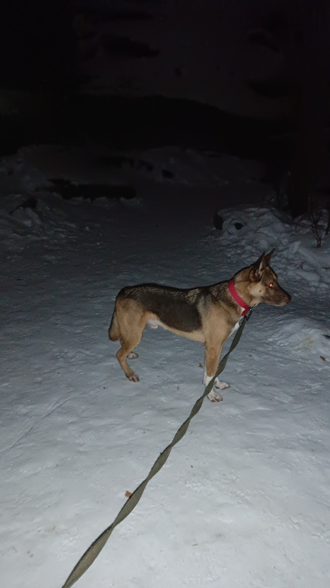 В лесу темень.