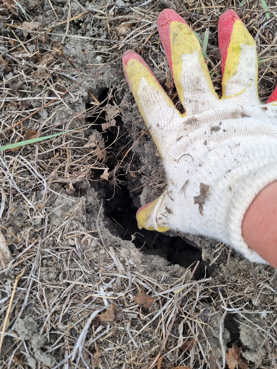 С июля вот такие трещины начинают появляться. Даже если поливаешь регулярно.