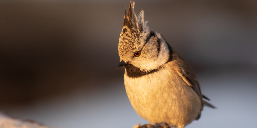 Встреча с Гренадеркой