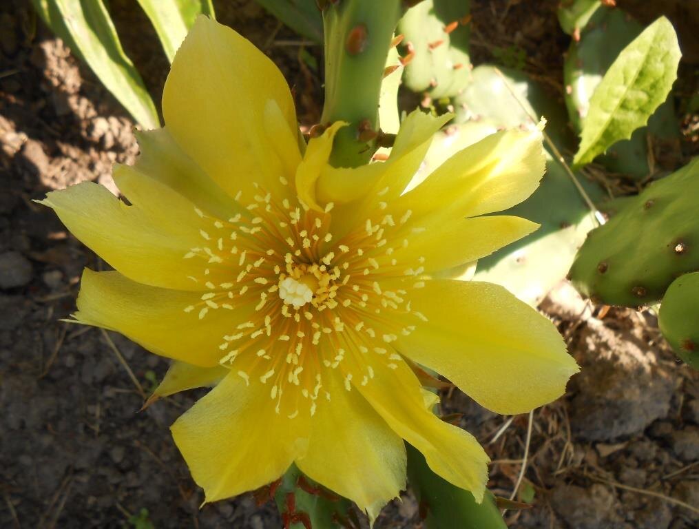 Цветение. Все фото мои.