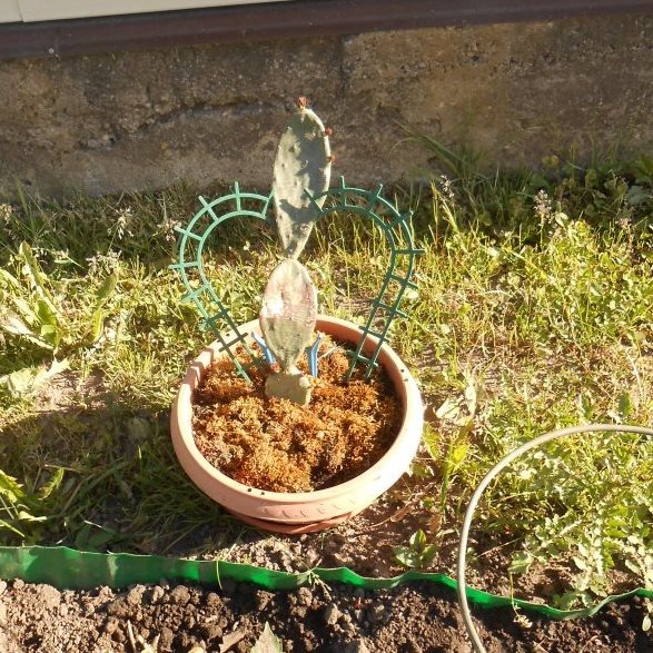 Вот так моя опунция в начале вегетации.