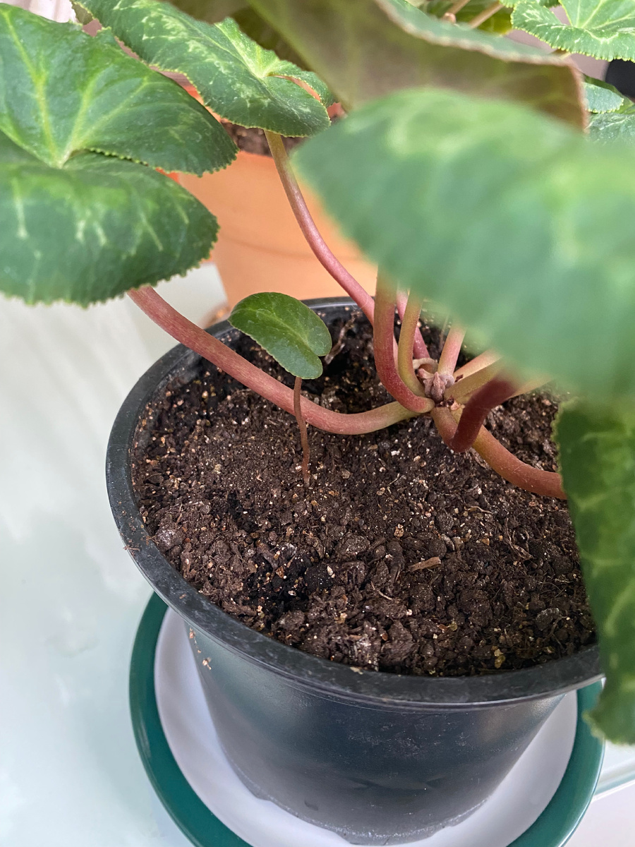 Январь 25. Цикламен на лоджии. Новые всходы. Верхушка клубня не просматривается. 