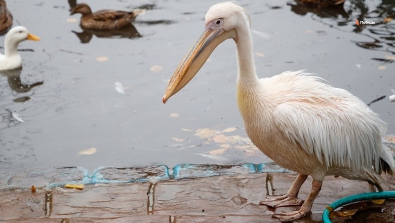      Фото: Дмитрий Ахмадуллин / / ИА «Победа26»