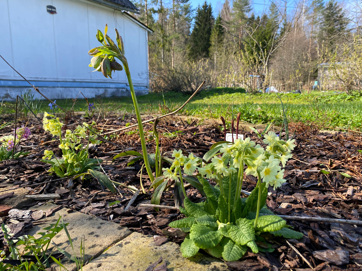 Апрель. Примула и морозник