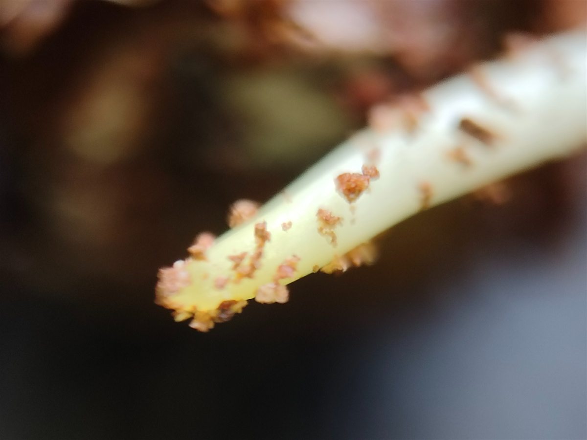 Вот так выглядит окончание корешка винограда при большом увеличении 