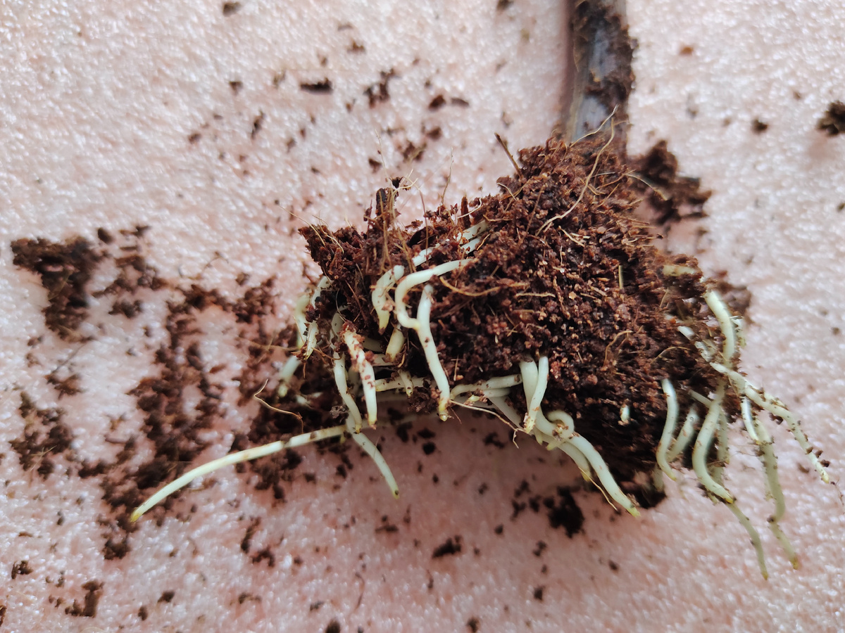 Черенок с пророщенными во влажном кокосе корнями с использованием стимулятора ризопон 