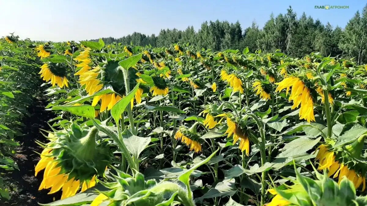 Фото:© Светлана Даренских / Glavagronom.ru
Лучшие сорта и гибриды подсолнечника на опытных площадках ахробиотехнопарка в Казани