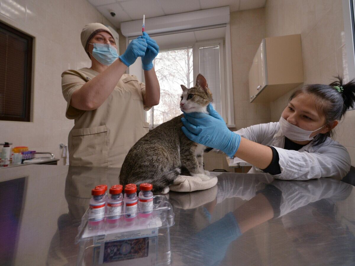    Кот перед прививкой© РИА Новости / Александр Кондратюк