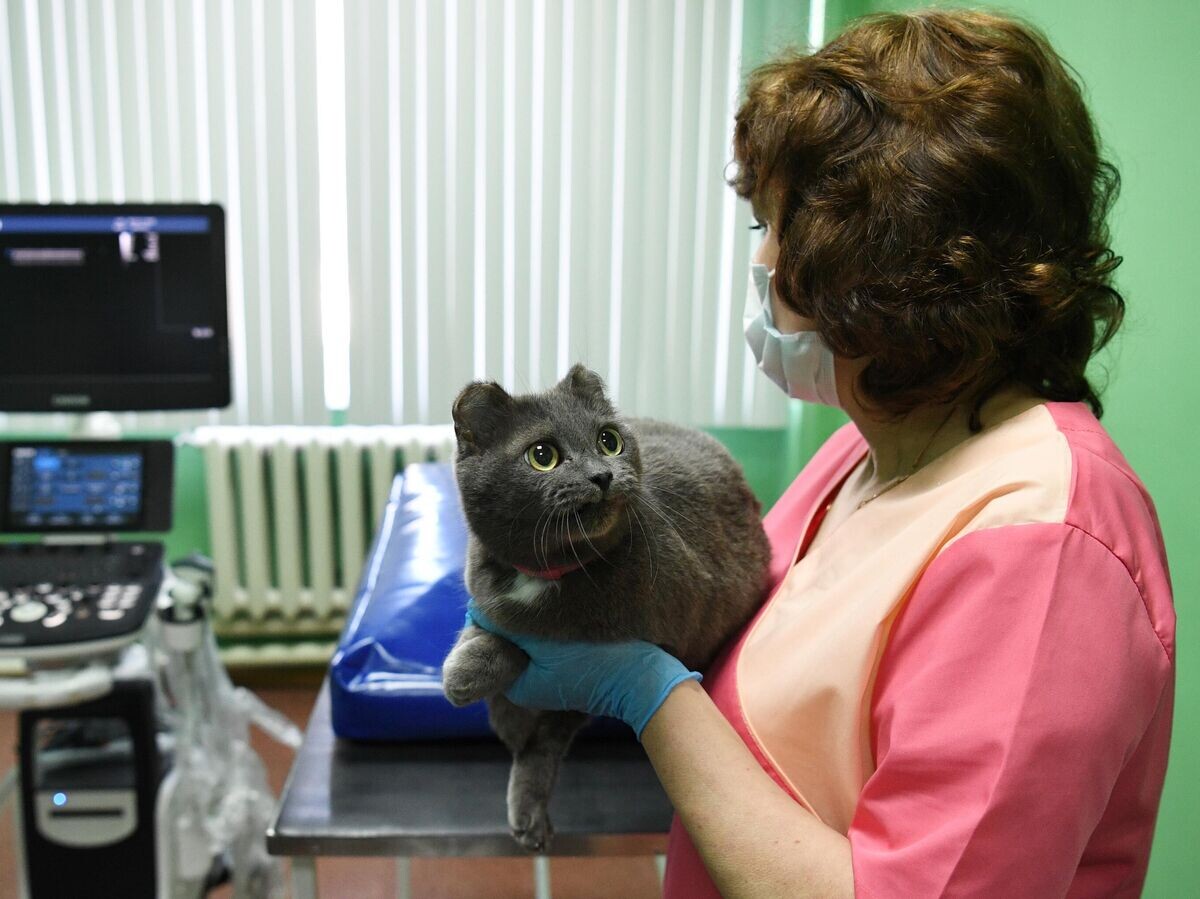   Кот в ветеринарной клинике© РИА Новости / Александр Кряжев