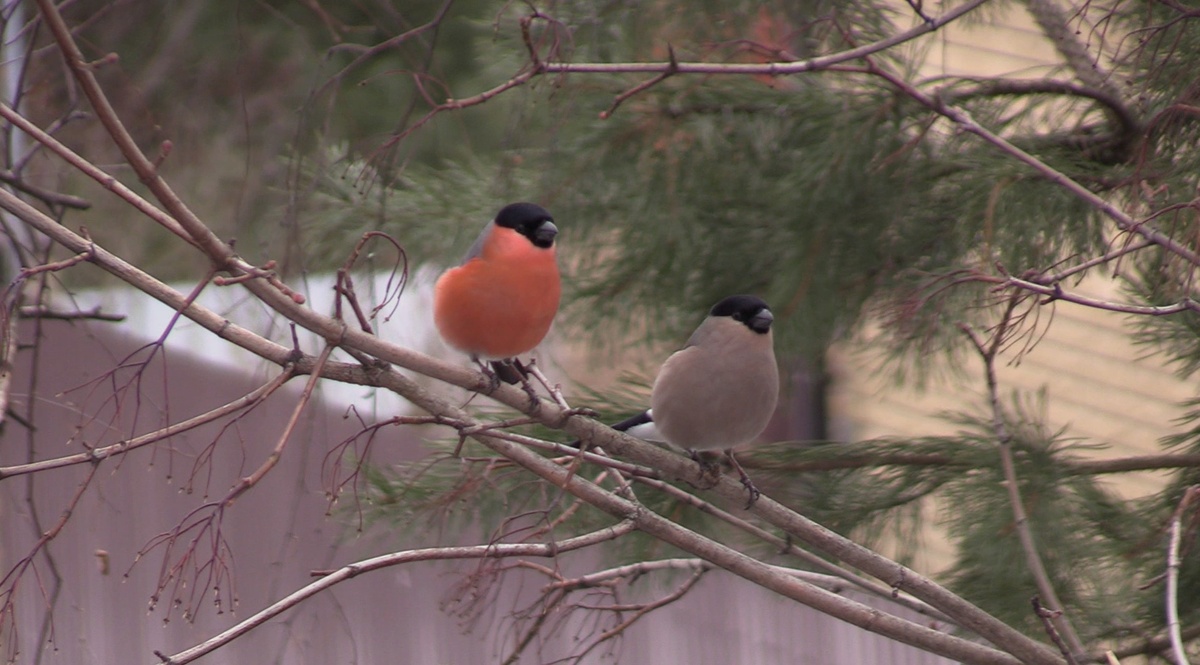 Снегири: самец и самка присматриваются 