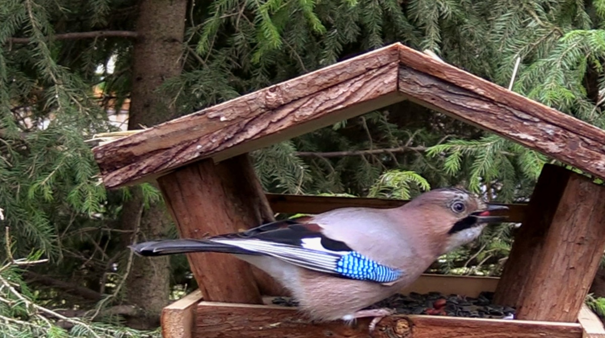 Сойка прилетела за семечками и арахисом