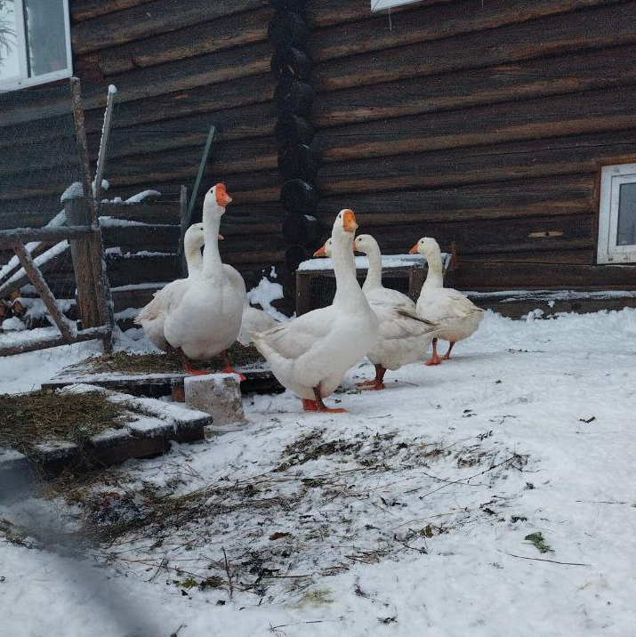 Мои гусеньки