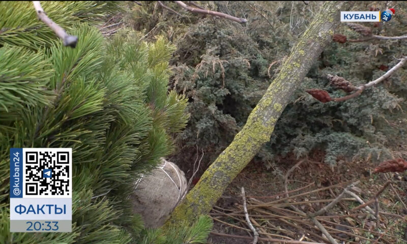    Видео канала «Кубань 24»