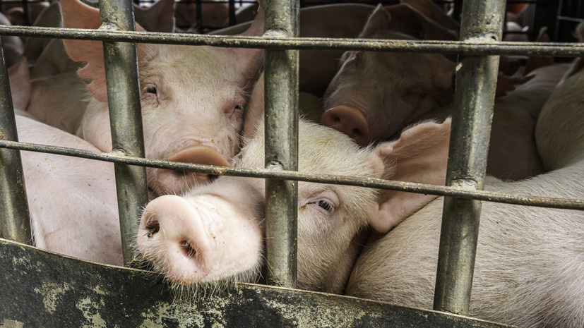   Gettyimages.ru Somrerk Kosolwitthayanant