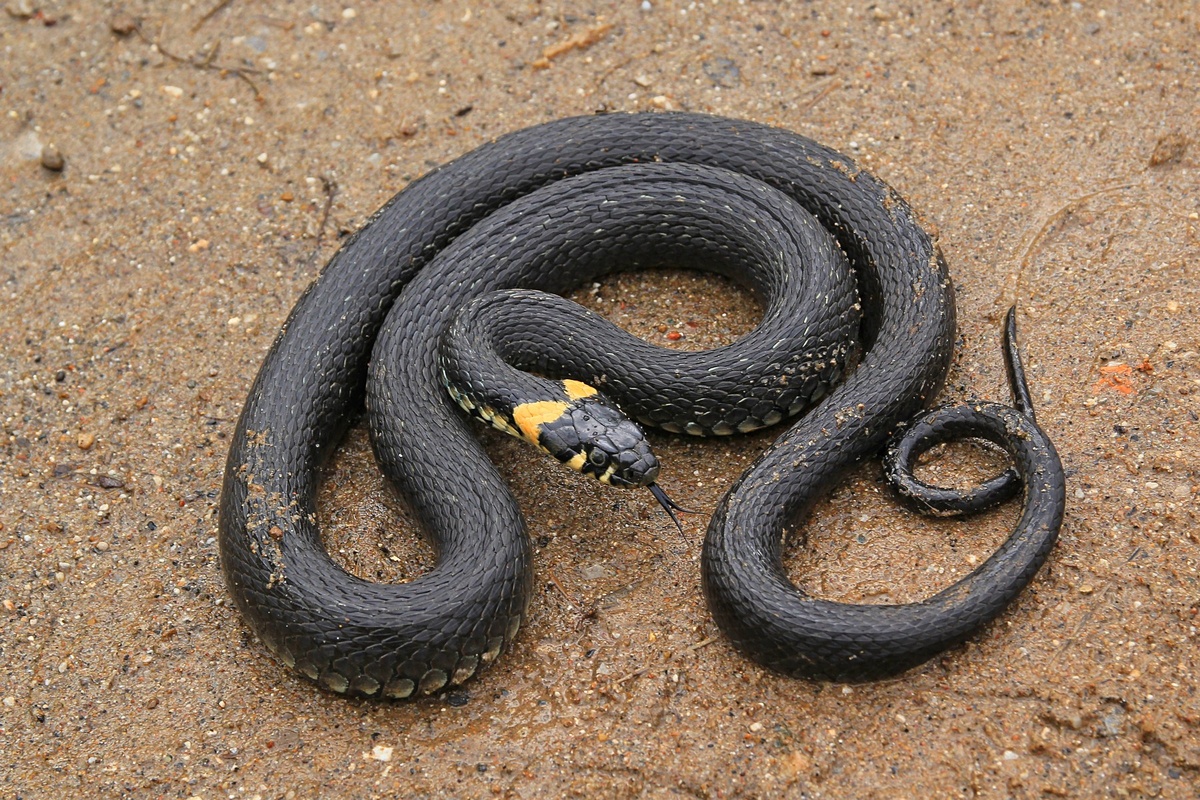 Уж обыкновенный