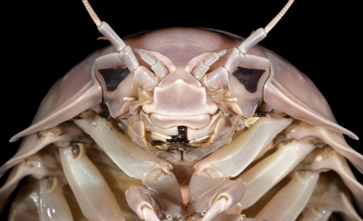 Самец гигантской изоподы Bathynomus vaderi – явно твой отец.