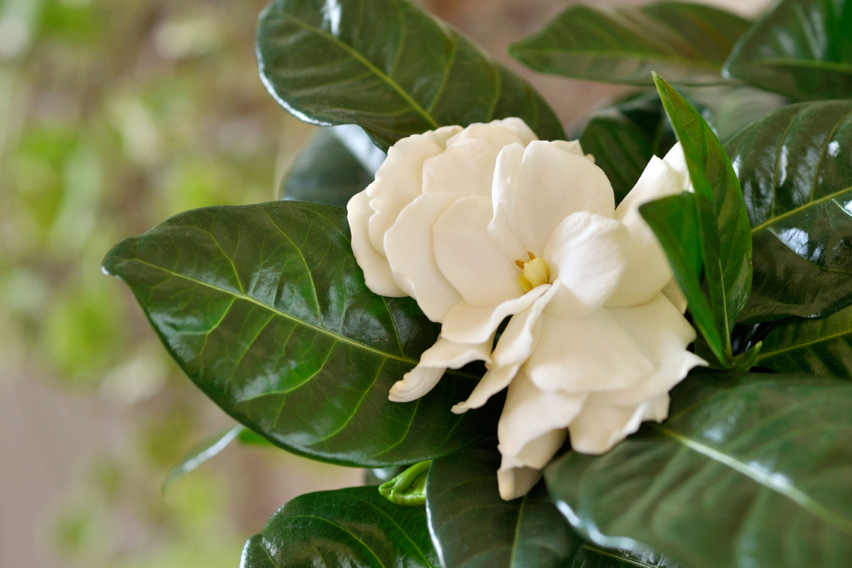     9 комнатных растений, которые нельзя держать в спальне