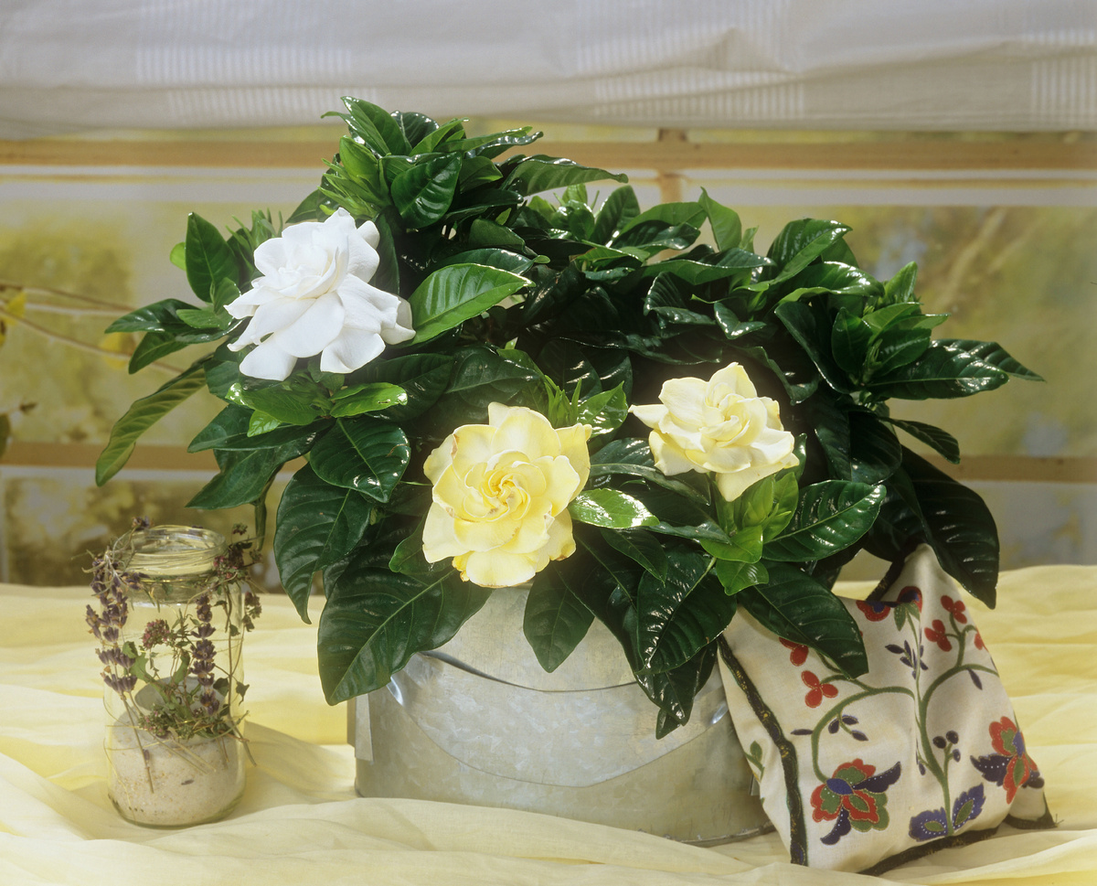    ГарденияLegion-Media