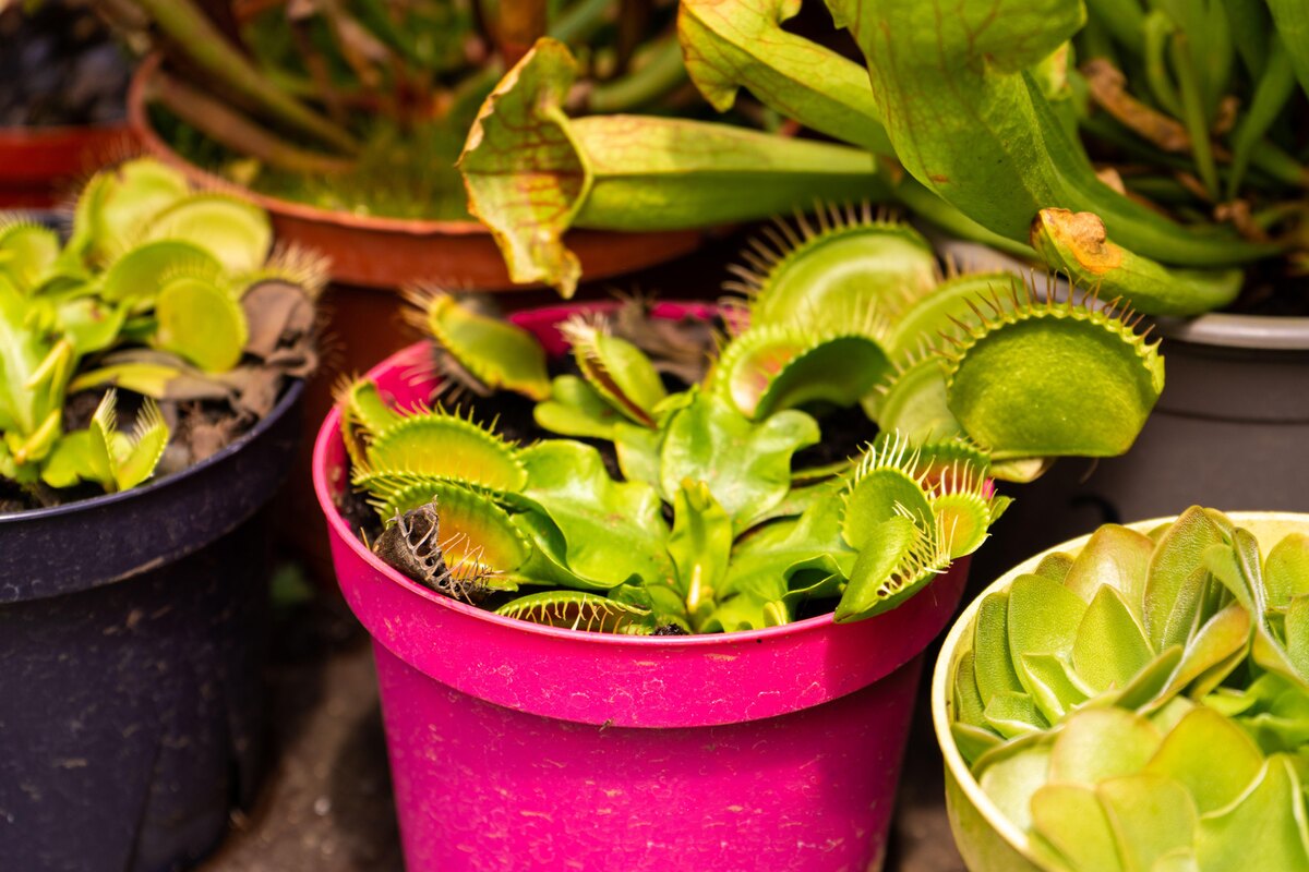    Венерина мухоловкаLegion-Media