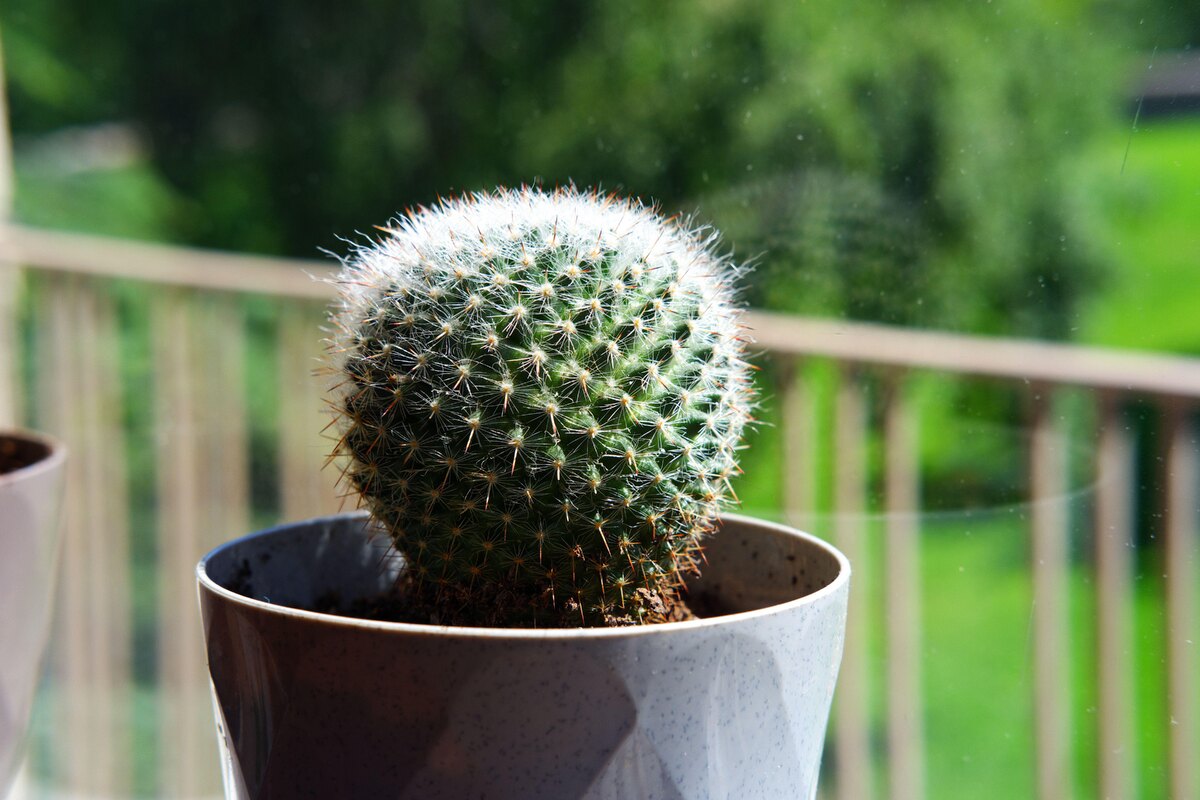    Цереус перуанский (яблочный кактус)Legion-Media