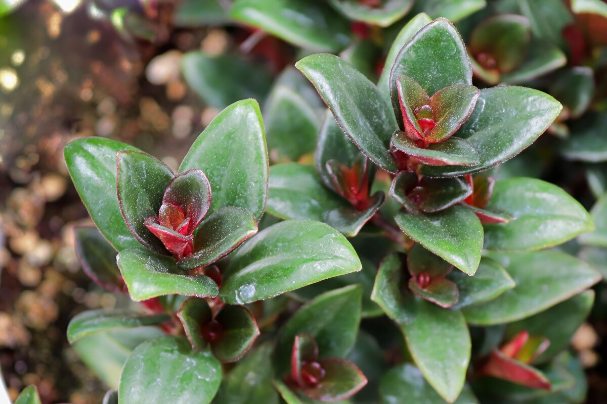    Нематантус грегариус (Золотая рыбка, гипоцирта)Legion-Media