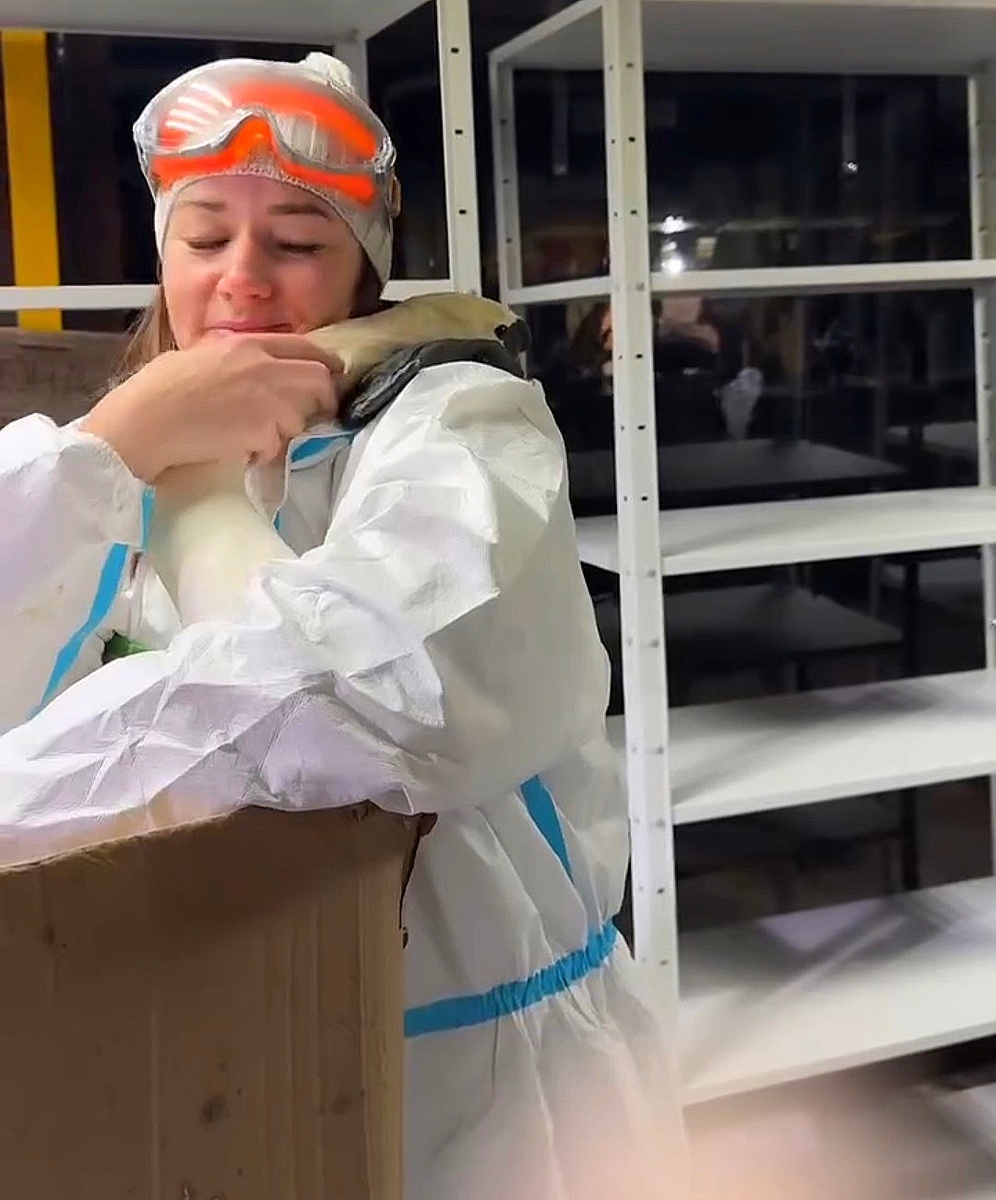 Девушка - волонтёр, которая спасла лебедя