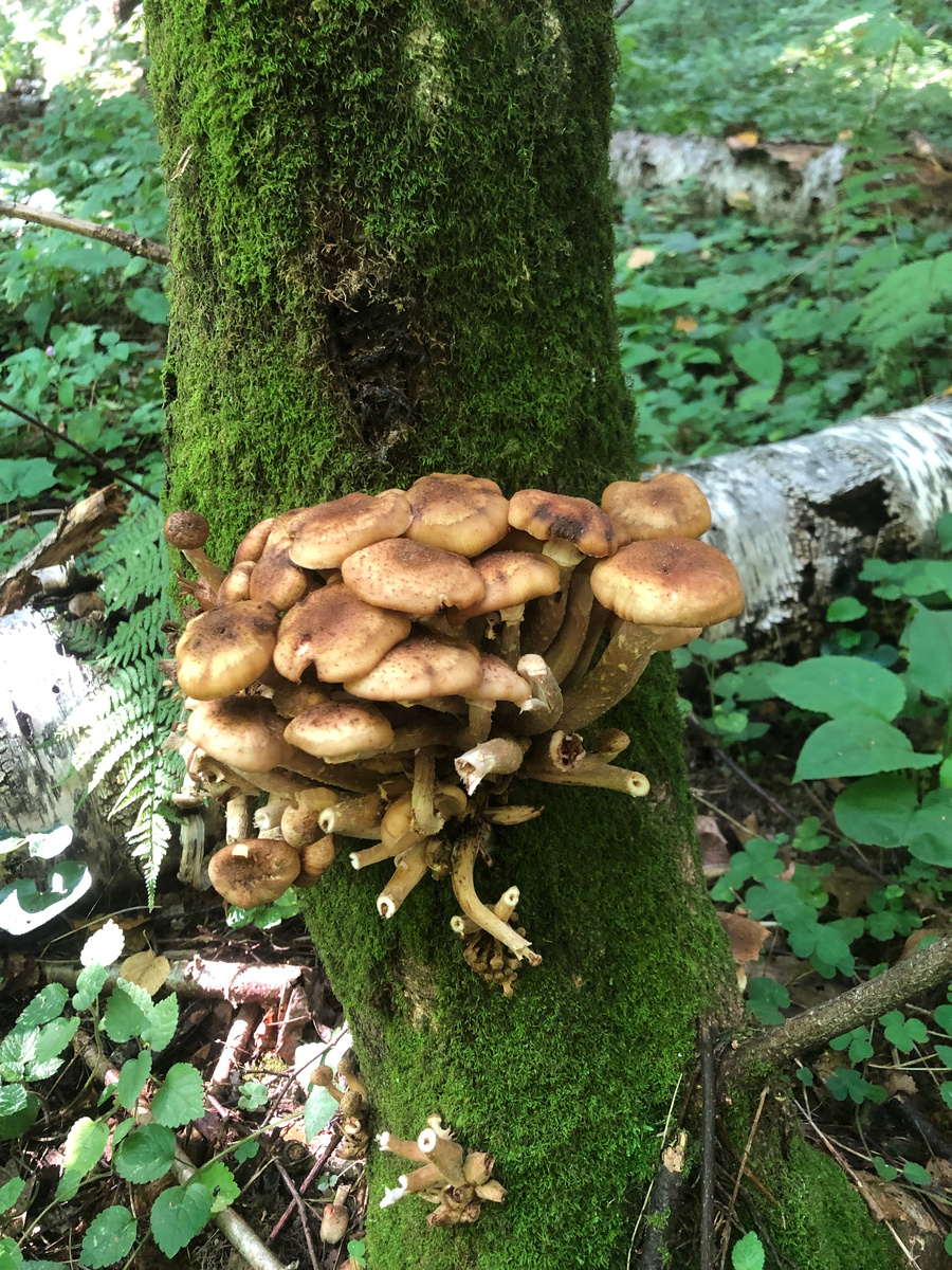 Красота (2023-2024гг)