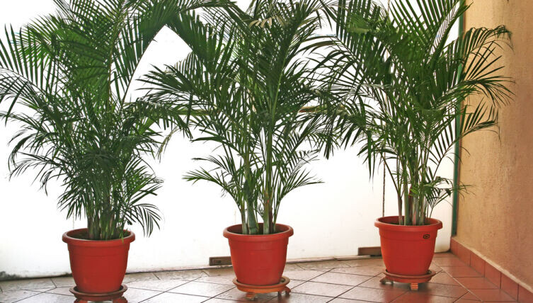    ​Какой пальмой украсить интерьер? Фото: Kheng Guan Toh, по лицензии shutterstock.com