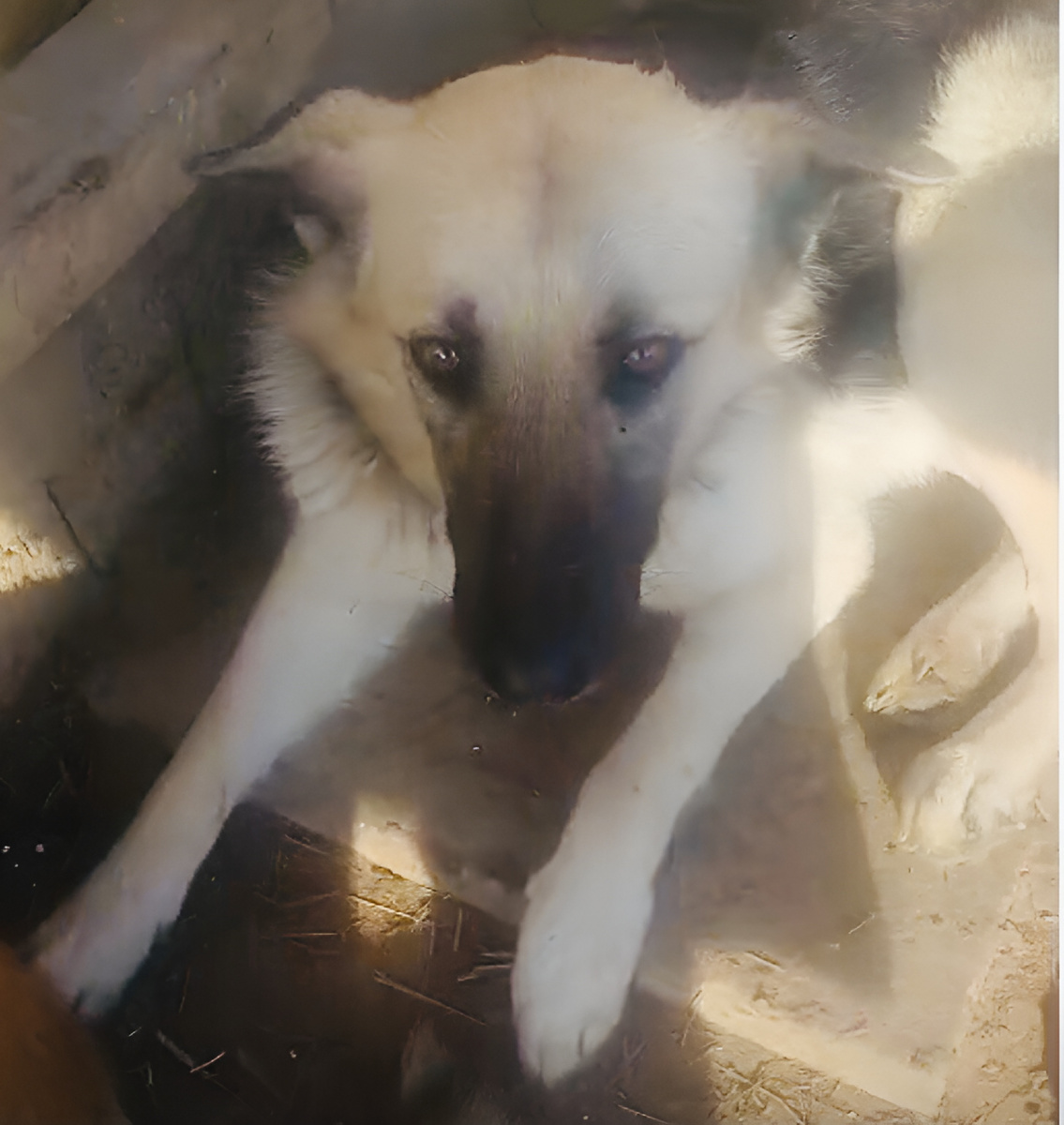 Красавица Сирень