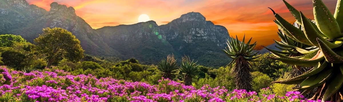 Цветущий Кирстенбош (источник: https://casaefesta.com/jardins-famosos-que-ja-foram-cenarios-de-filmes/)