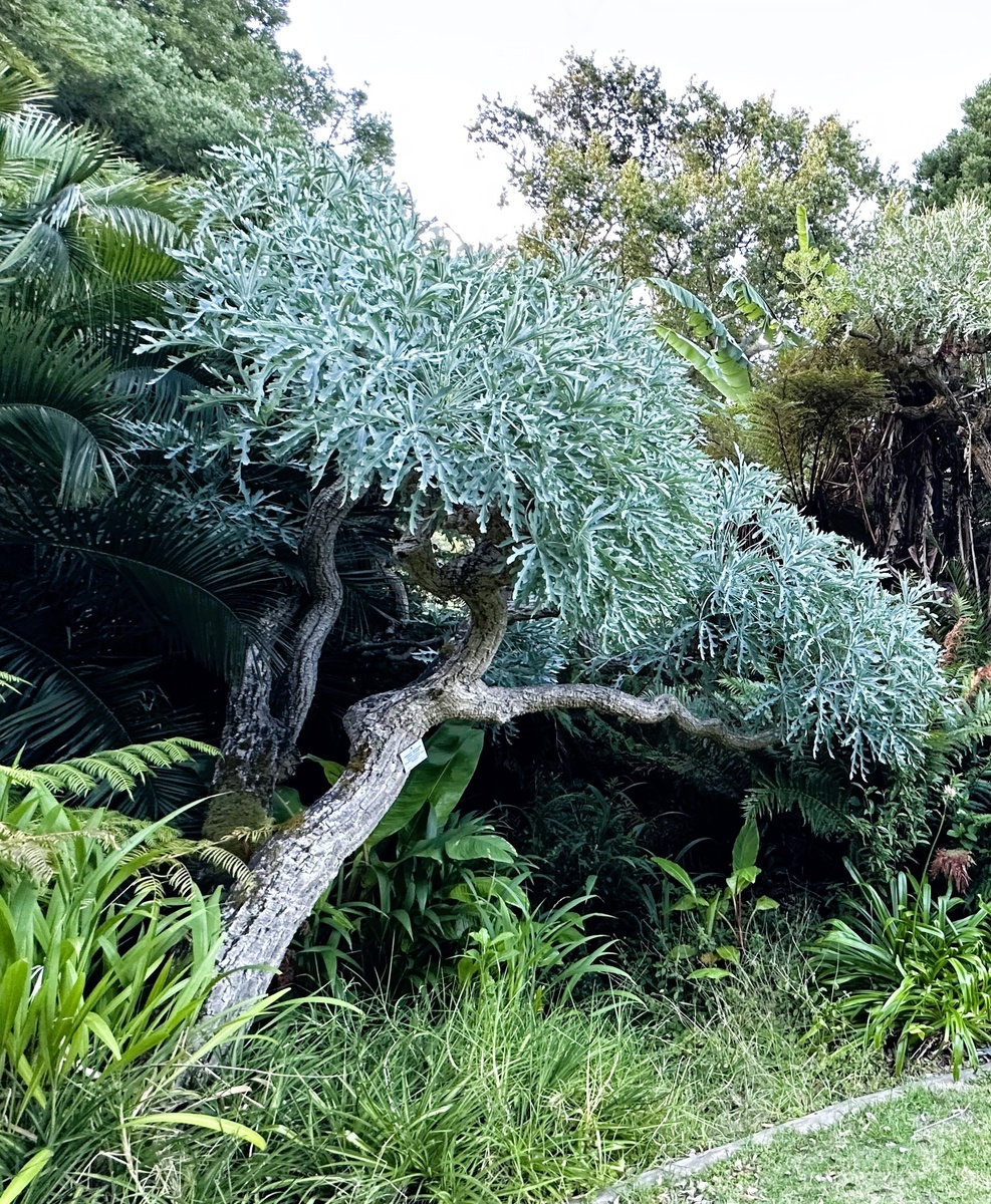Киперсольское дерево (куссония метельчатая, Cussonia paniculata)