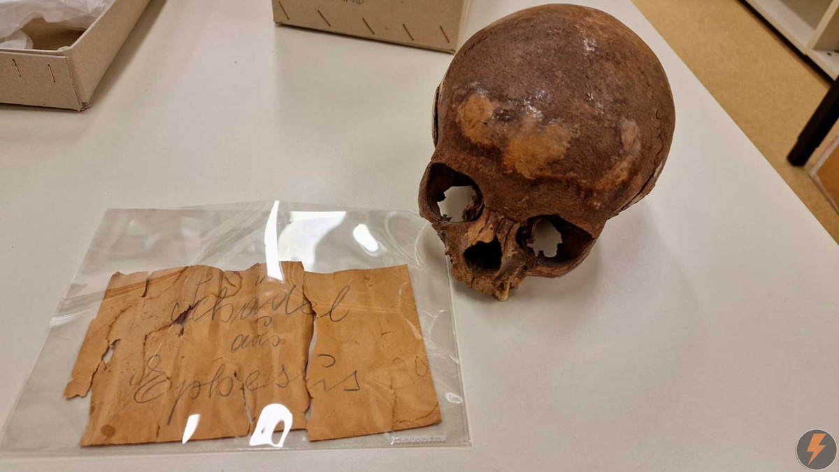 Долгое время считалось, что этот череп, найденный в Эфесе в 1929 году, принадлежал сводной сестре Клеопатры Арсиное IV.