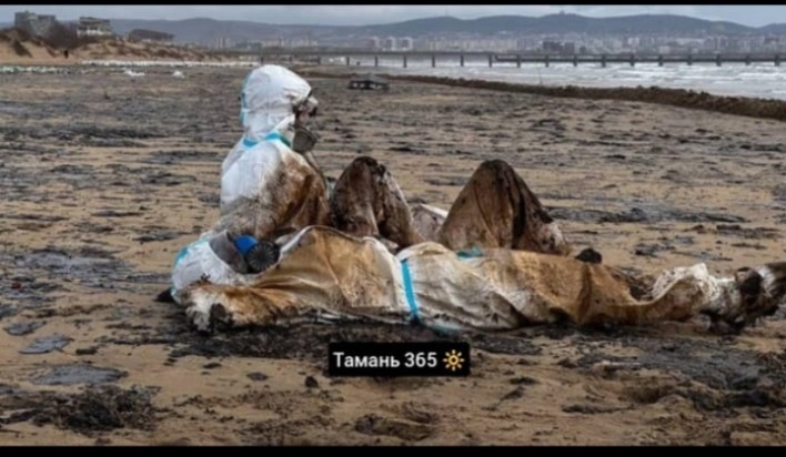 Анапа, декабрь 2024, скрин ТГ-канала "Тамань 365"