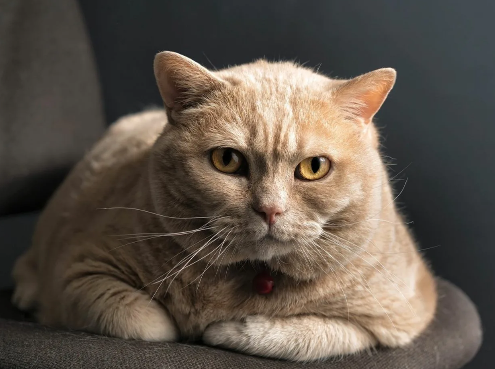 красивый котик