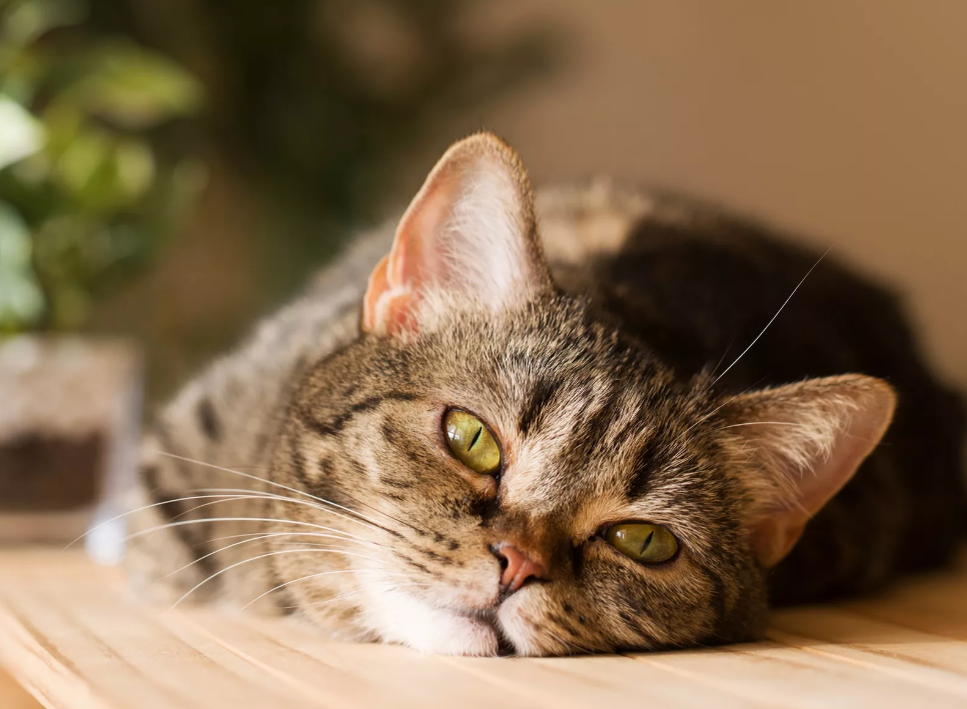 котик лежит 