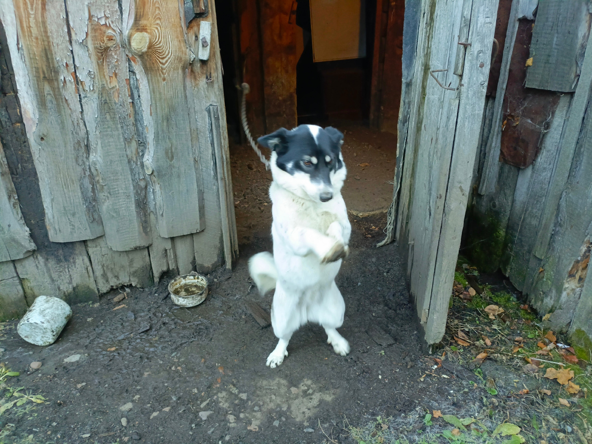 Мадам Жули. Возраст два года. 