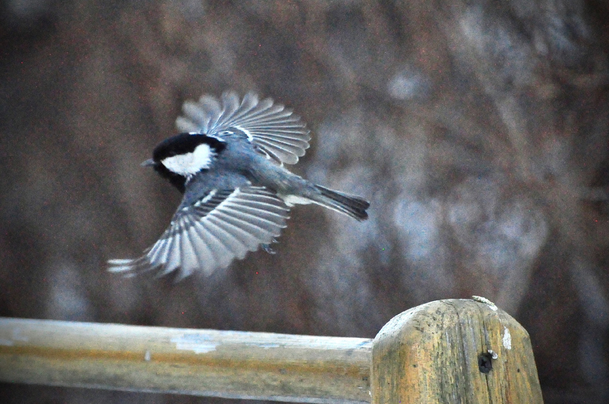 Фото Родиона Вахрушева 
