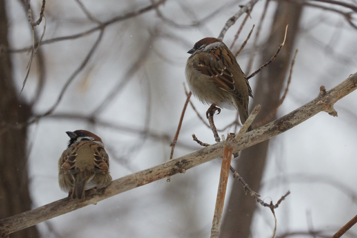Фото Айсы Тупицыной 