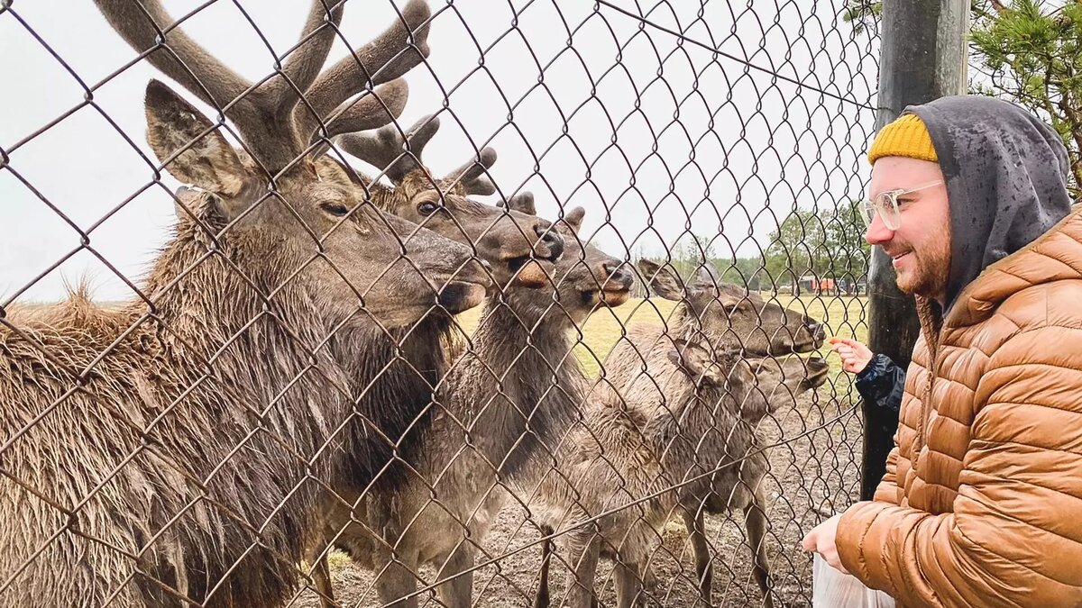 В настоящее время не существует лечения или вакцины от CWD, а смертность среди оленей составляет почти 100%. Источник: 1MI