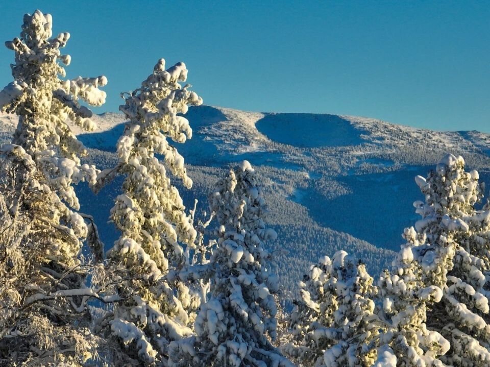    Прителецкая тайга. Источник: Роман Воробьев и Татьяна Клименко
