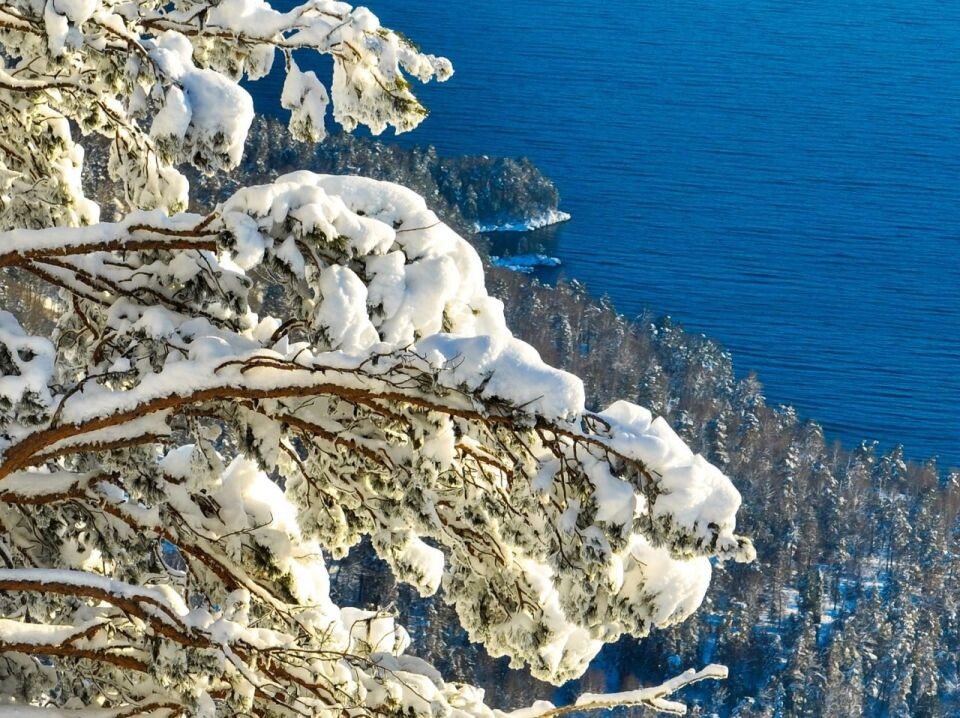    Прителецкая тайга. Источник: Роман Воробьев и Татьяна Клименко