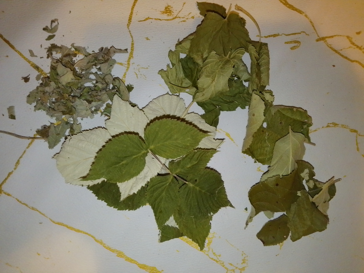 Фото автора. Растений гораздо больше