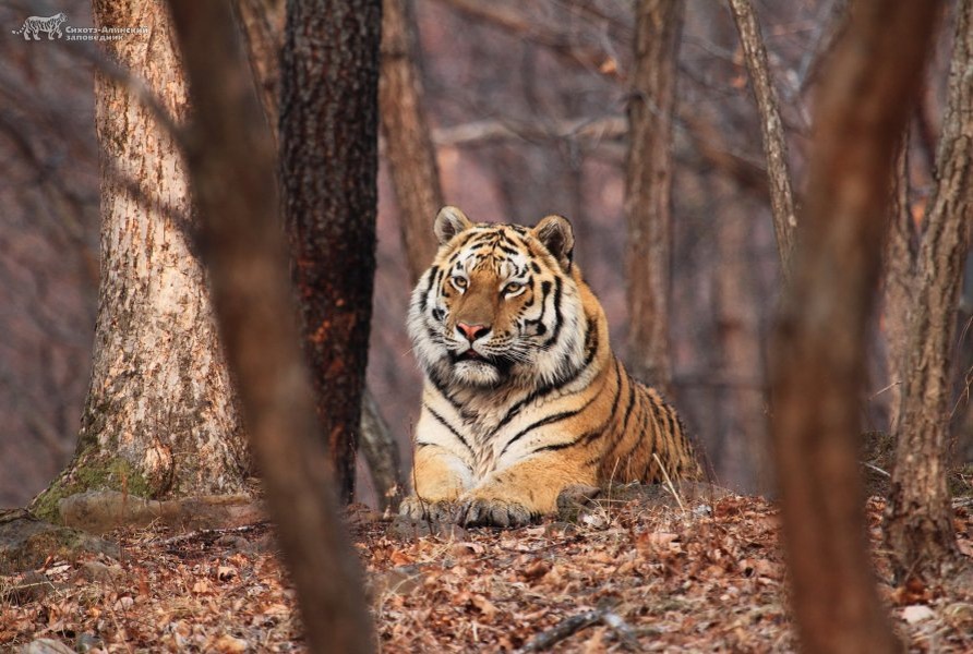    Амурский тигр / Источник: Сихотэ-Алинский заповедник