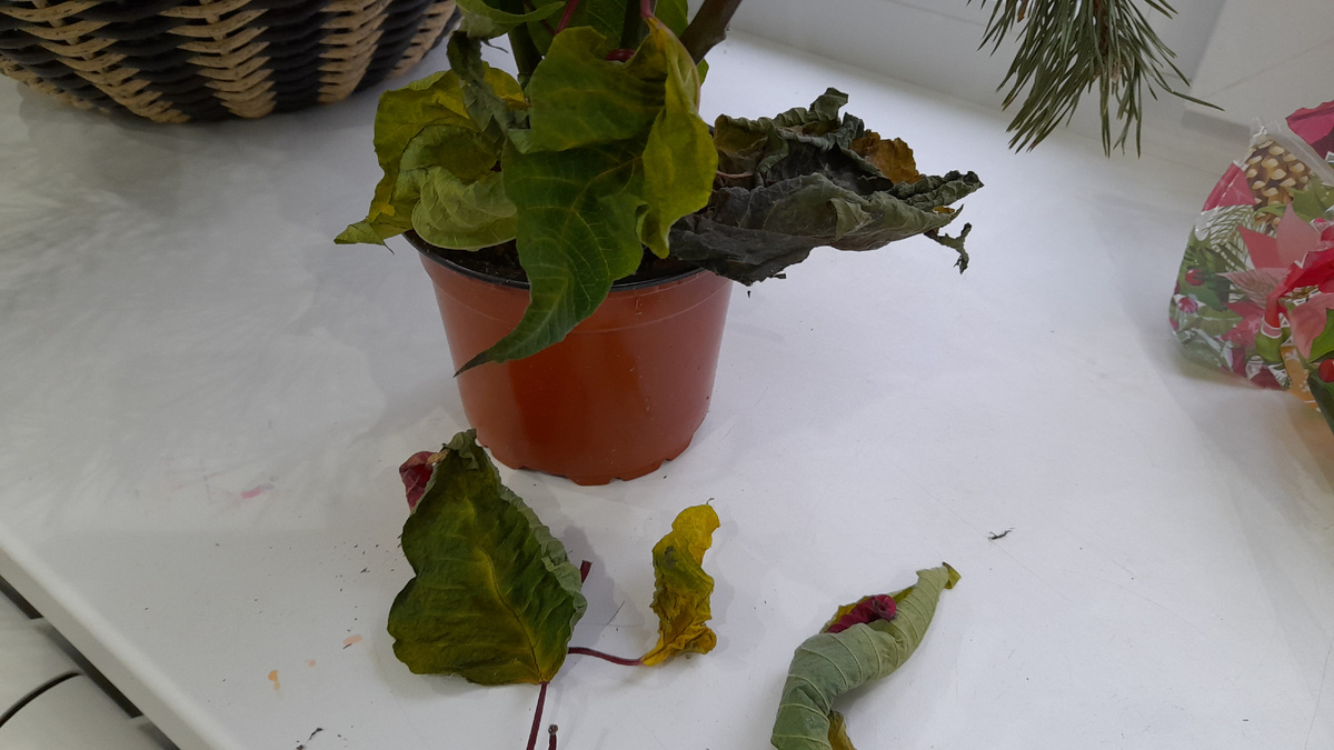 Молочай, пуансеттия, рождественская звезда.