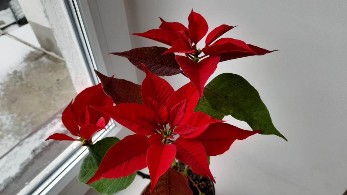 Молочай, пуансеттия, рождественская звезда.