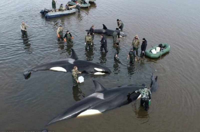 ГУ МЧС РФ по Камчатскому краю